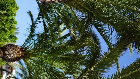 Beautiful palm trees with coconuts on the tropical island during summer Stock Footage 242017023