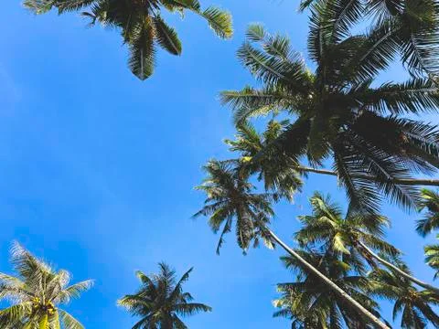 Beautiful palm trees with coconuts view from below.Blue sky on tropical island Stock Photos