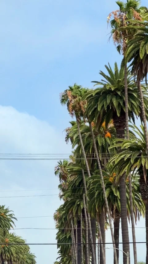 Beautiful palm trees gently blowing against a blue sky Stock Footage 339112445