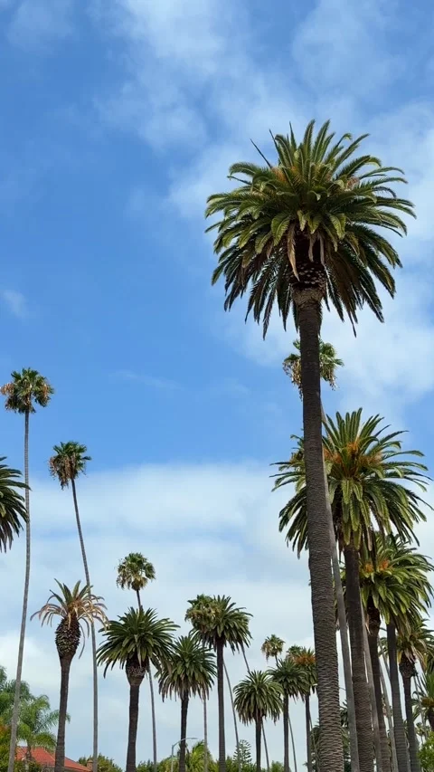 Beautiful palm trees gently blowing against a blue sky 스톡 동영상 339112446
