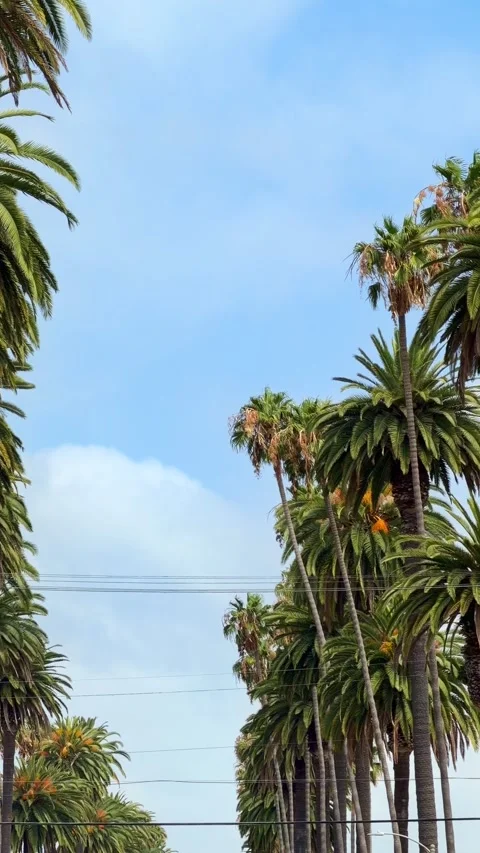 Beautiful palm trees gently blowing against a blue sky Stock Footage 339112447