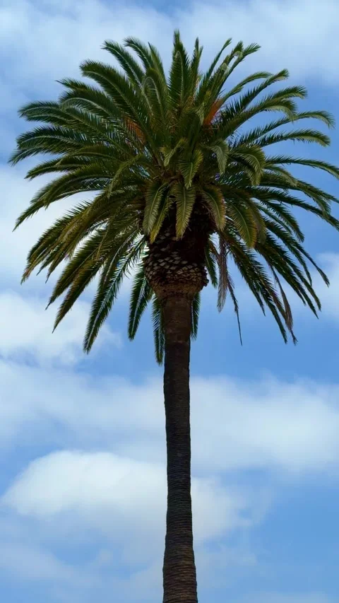 Beautiful palm trees gently blowing against a blue sky Stock Footage 339112448
