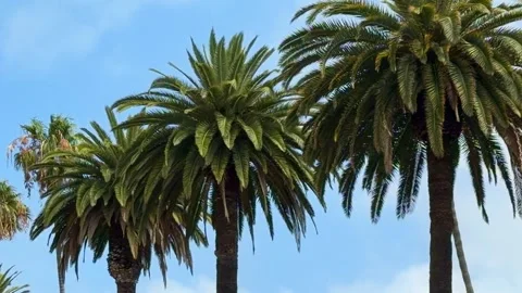 Beautiful palm trees gently blowing against a blue sky Stock-Footage 339112449