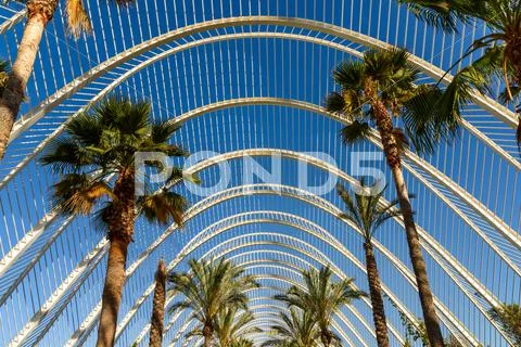 Beautiful Palm Trees In Greenhouse Stock Photos