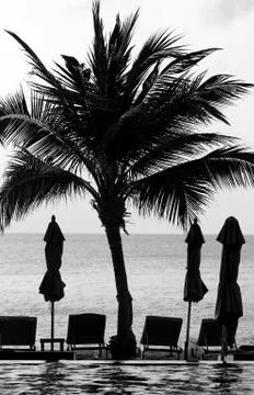 Beautiful palm trees Stock Photos