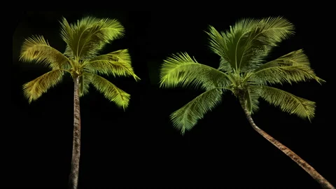 Beautiful palm trees real shoot blowing by the wind isolated Stock Footage 89306609