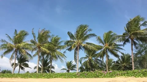 Beautiful palm trees in a row on the backgrounds with blue sky Stock Footage 170781320
