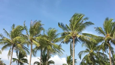 Beautiful palm trees in a row on the backgrounds with blue sky Stock Footage 170781323