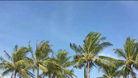 Beautiful palm trees in a row on the backgrounds with blue sky Stock Footage 170781328