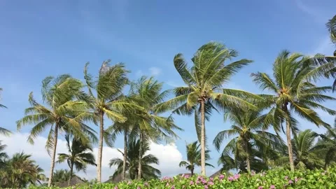 Beautiful palm trees in a row on the backgrounds with blue sky Stock Footage 170781337