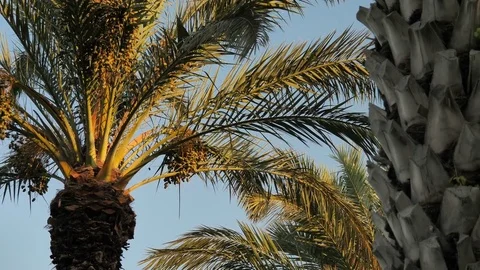 Beautiful palm trees on the sky background. Stock Footage 80358475