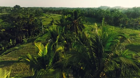 Beautiful palm trees at sunset, drone shot Stockbeeldmateriaal 269550405