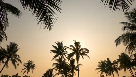 Beautiful Palm trees with sunset Stock Footage 125051746