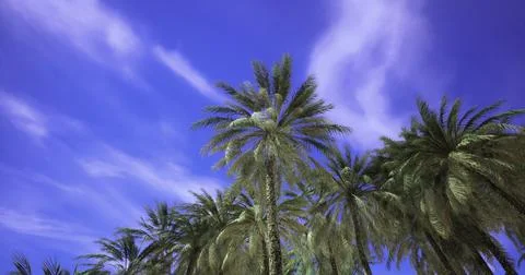 Beautiful palm trees sway under a vibrant blue sky during sunny daytime Stock Illustration