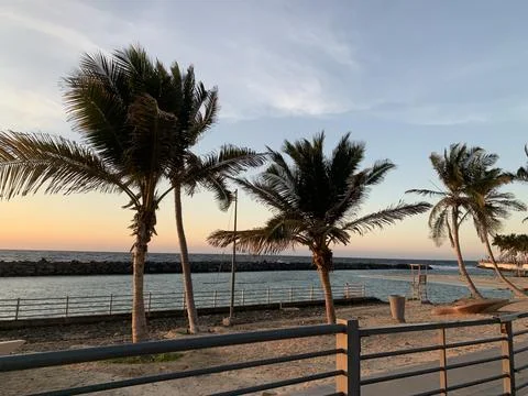 The beautiful palm trees view Stock Photos