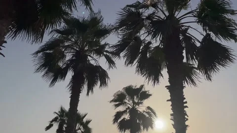 Beautiful palms in beach area Stock Footage 157580487