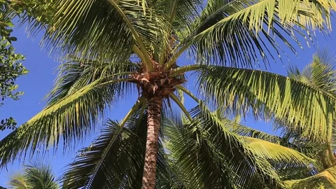 Beautiful palms leaf on blue sky background Stock Footage 124580688