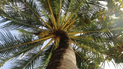 Beautiful palms leaf on blue sky background Stock Footage 124584361
