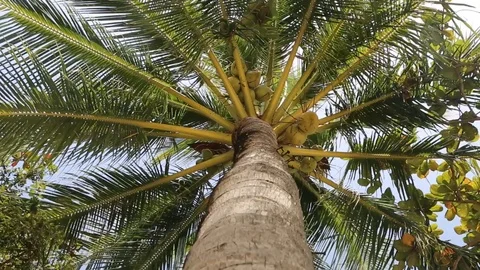 Beautiful palms leaf on blue sky background Stock Footage 124584464