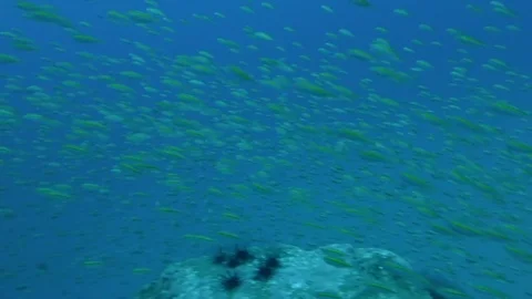 Beautiful pan of fish swimming by Stock Footage 80800389