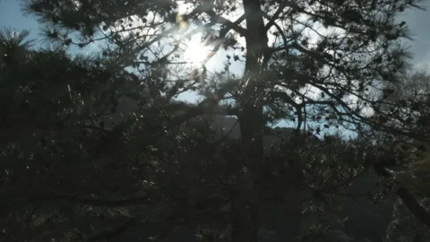 Beautiful pan of pine tree in backlight. Sun rays through tops of treee, sun Stock Footage 134316229