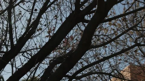 Beautiful Pan shot Sunlight filtering through tree branches Stock Footage 2722571