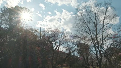 Beautiful pan of trees in the park in backlight. Spring time in Japan, sun rays Stock Footage 134315998