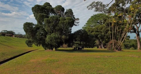 Beautiful Pan View of Hill Side Trees Stock Footage 158157764