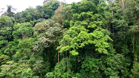 Beautiful panning shot of two large tropical trees in a rainforest Stock Footage 196741870