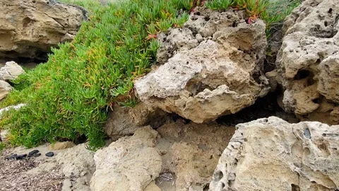 Beautiful panorama beach caves, stabilized. Closeup of a green beach succulent Stock Footage 237886967