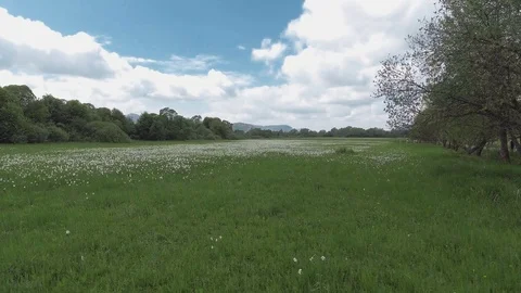 Beautiful panorama with field of white daffodils. Stock Footage 112147053