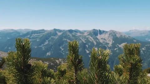 Beautiful panorama of the mountain range, spruce branches swaying Stock Footage 142140446