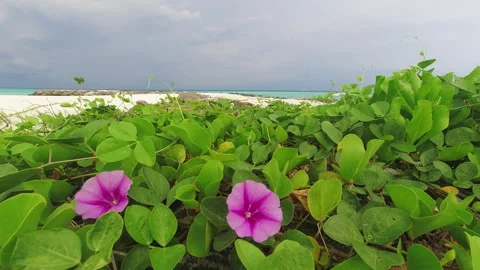 Beautiful panorama static time lapse of greenery and purple flowers on whit.. Stock-Footage 276182054
