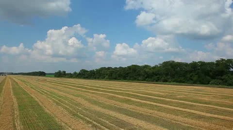 Beautiful panorama of wheat field Stock-Footage 10917282