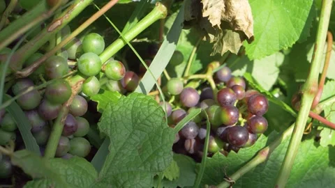 Beautiful panoramic shot in slow motion of grapes on the ground in slow motion Stock Footage 229410583
