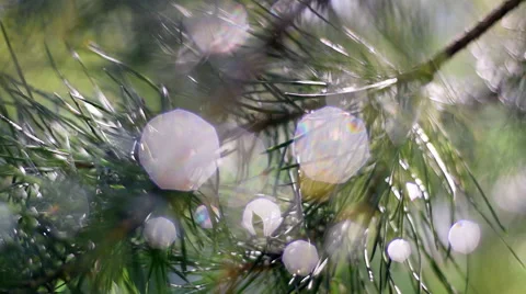 Beautiful panoramic view across pine branch on the wind with drops of water. Vidéo 54218885