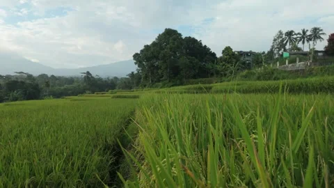 Beautiful panoramic view of lush green rice terrace fields Video stock 346227506