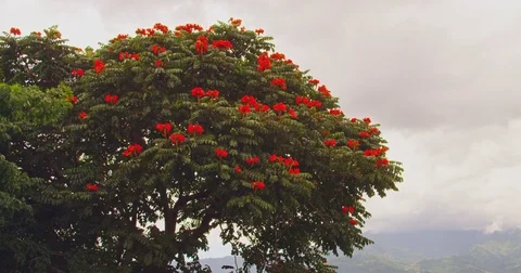 Beautiful panoramic view from the mountain. Tree and city. Costa Rica Stock Footage 83306945