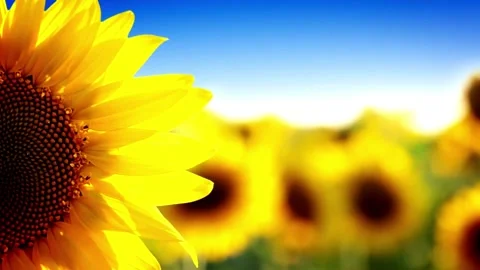 Beautiful panoramic view of the sunflower field in the sunny day. Yellow Video stock 336584888