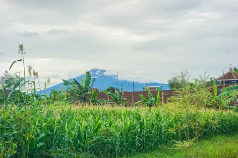 Beautiful panoramic views in corn fields with mountain backgrounds, atmospher Stock Photos