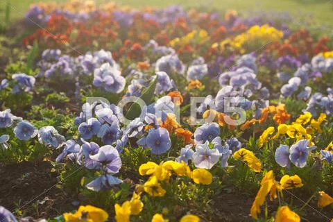 Beautiful pansies in a city garden Stock Photos