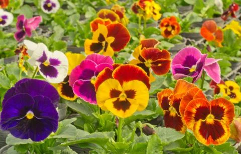 Beautiful  pansy Stock Photos