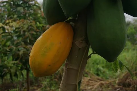 Beautiful papaya fruit ripe on the tree Stock Photos