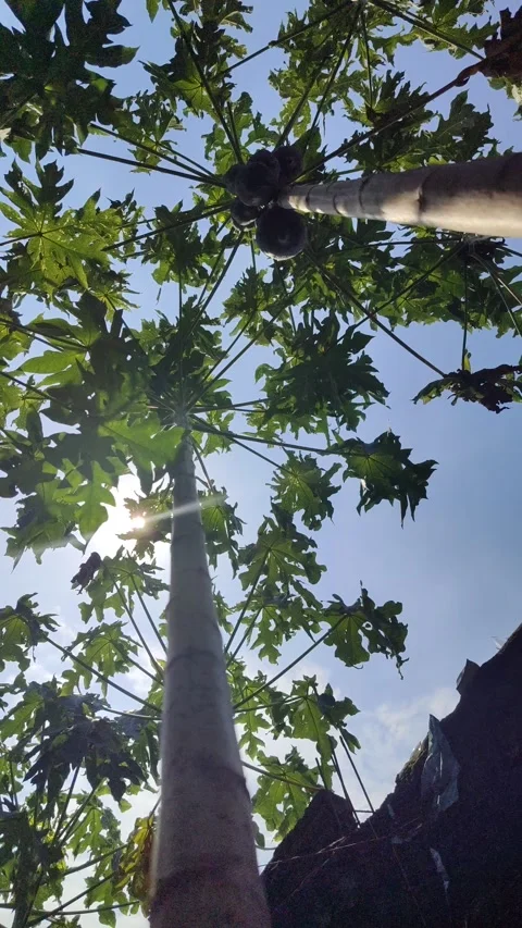 Beautiful Papaya Tree in Garden Stock Footage 323575121
