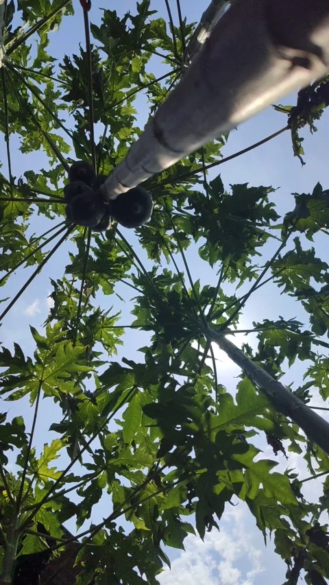 Beautiful Papaya Tree in Garden Stock Footage 323575122