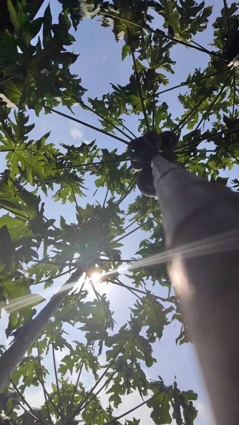 Beautiful Papaya Tree in Garden Stock Footage 323575129