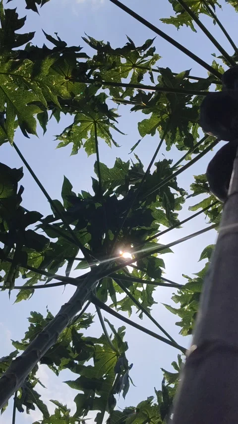Beautiful Papaya Tree in Garden Stock Footage 323575133