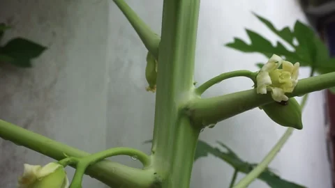 Beautiful papayas, Stock Footage 250582204