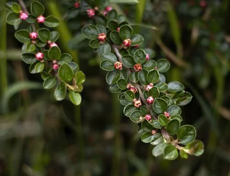 Beautiful Parallel branches of Cotoneaster horizontalis Stock Photos