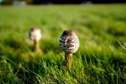 Beautiful Parasol Mushroom at its early life Stock Photos